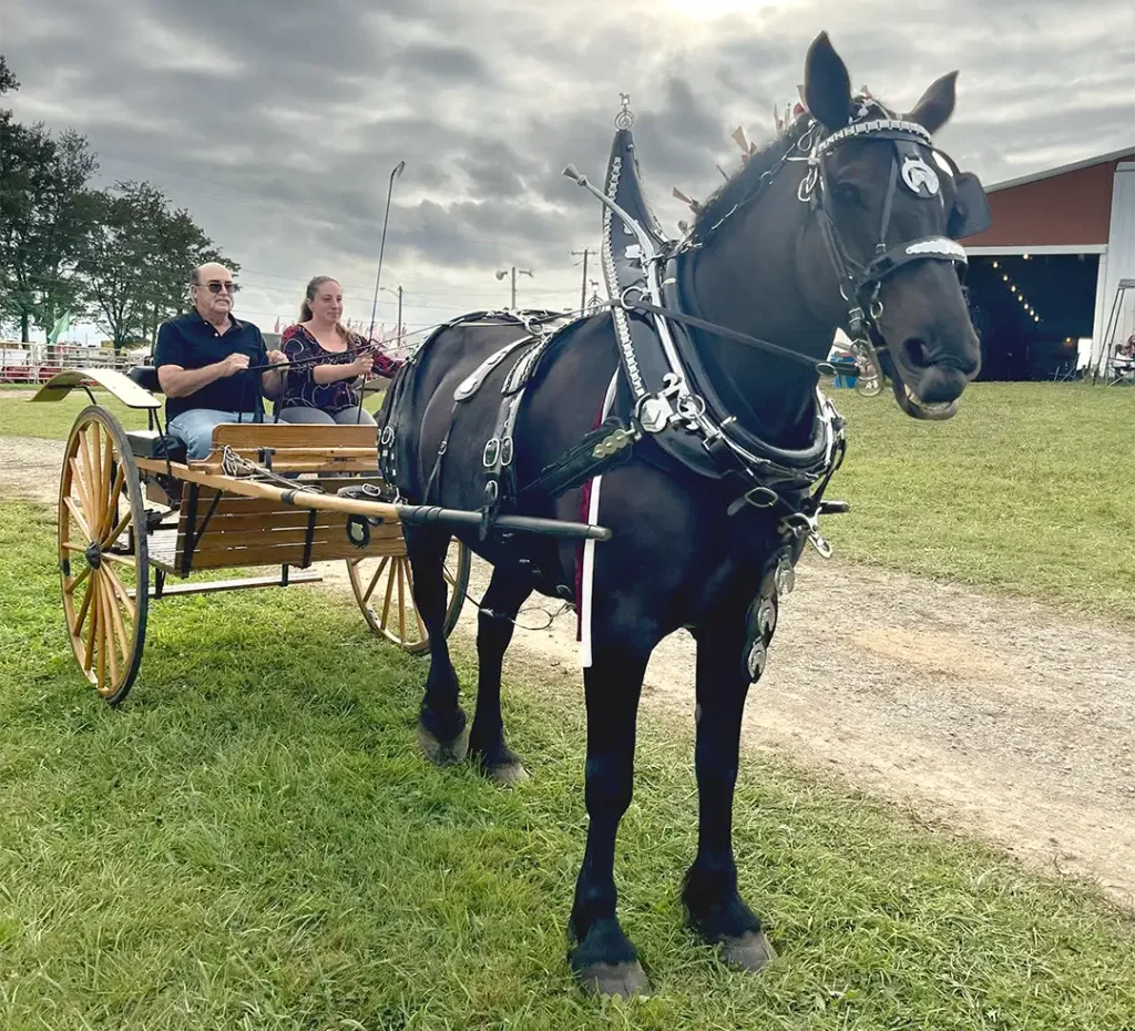 Horse and cart at the Butler Farm Show